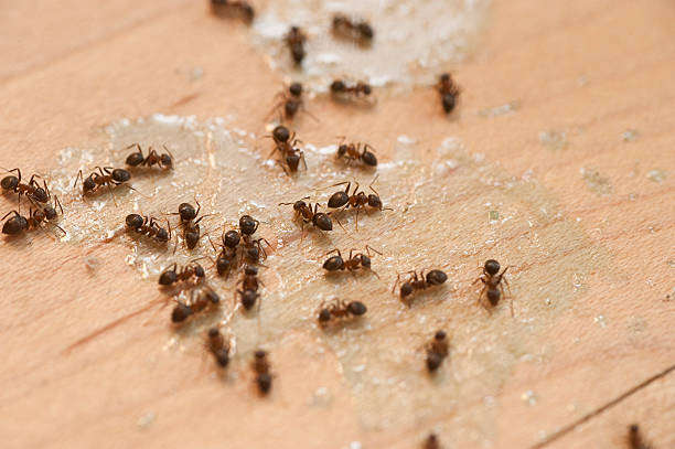 Best Best Pest Control Near Me  in Williamsport, MD